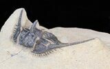 Leonaspis prescheri Trilobite - Lghaft, Morocco #40147-1